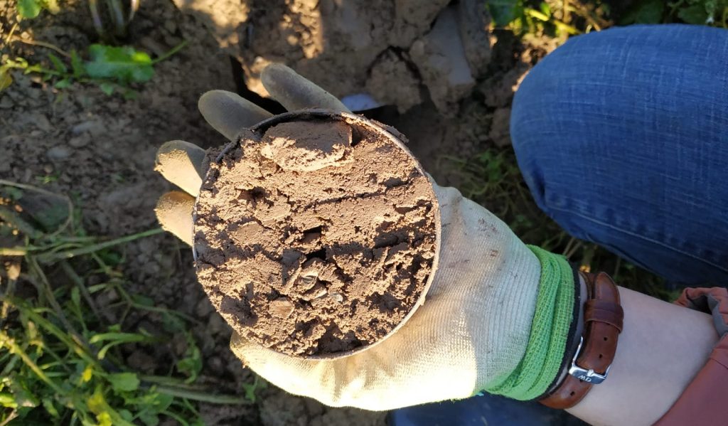 Les premières analyses du programme Maraîchage Tout Herbe