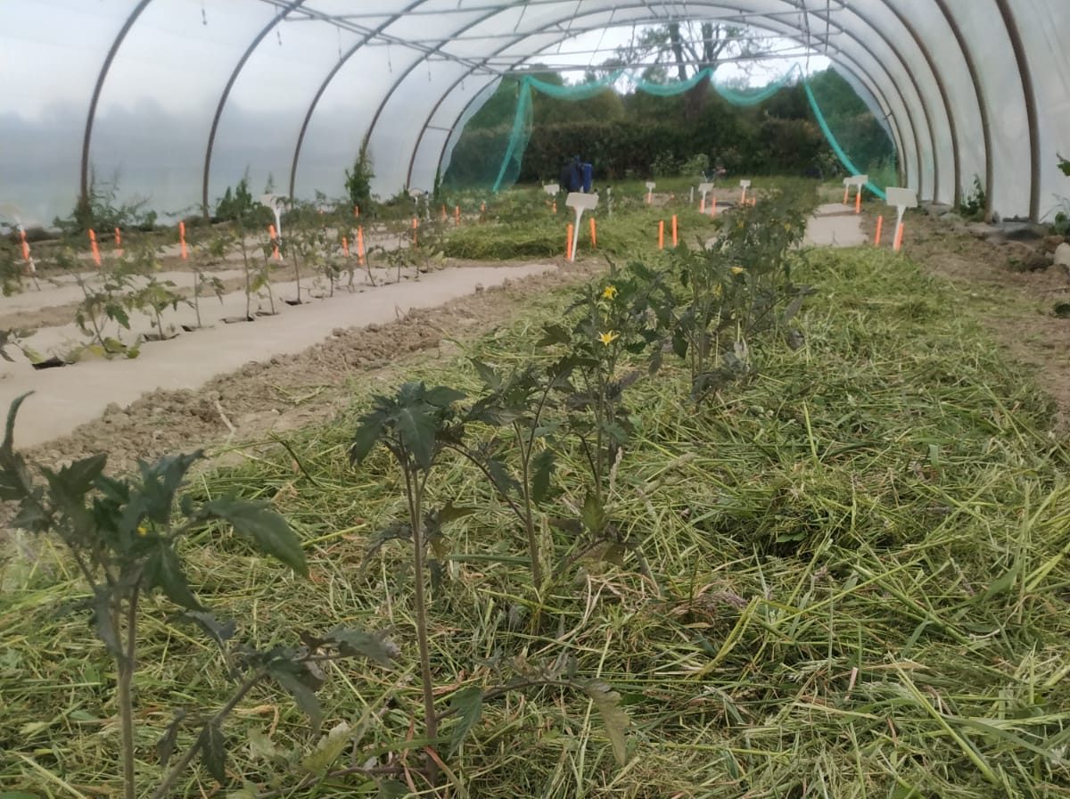 Tomates mulch mai 2025