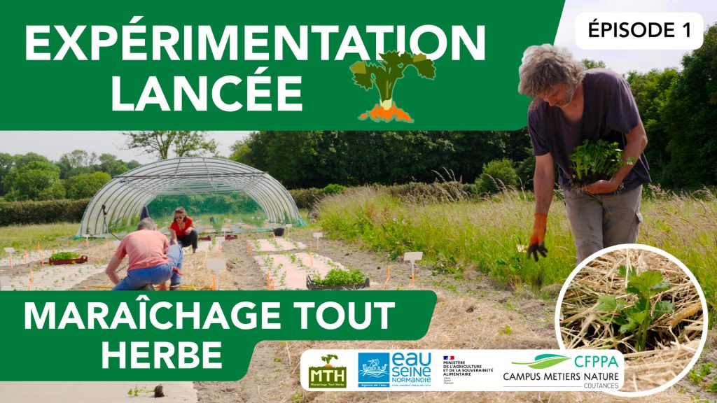 implantation des céleris sous mulch