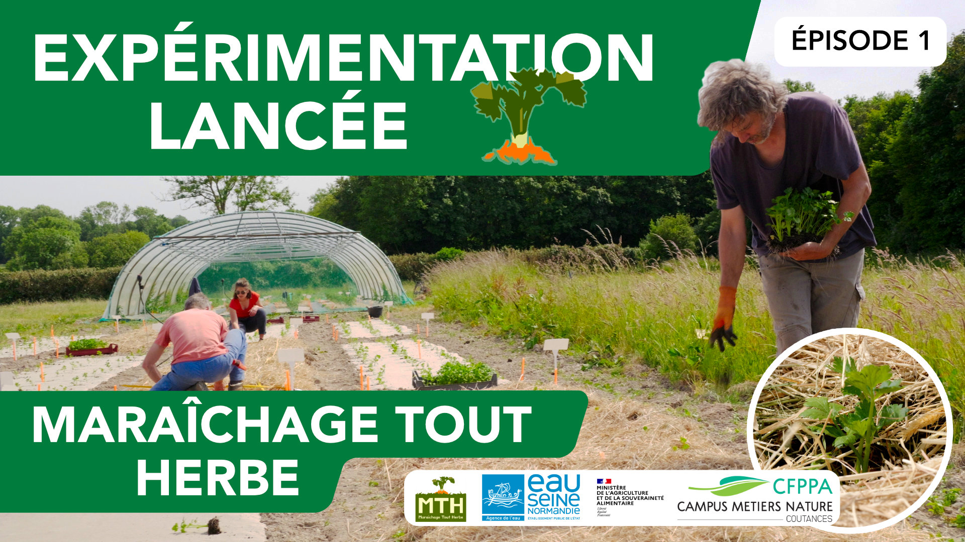implantation des céleris sous mulch