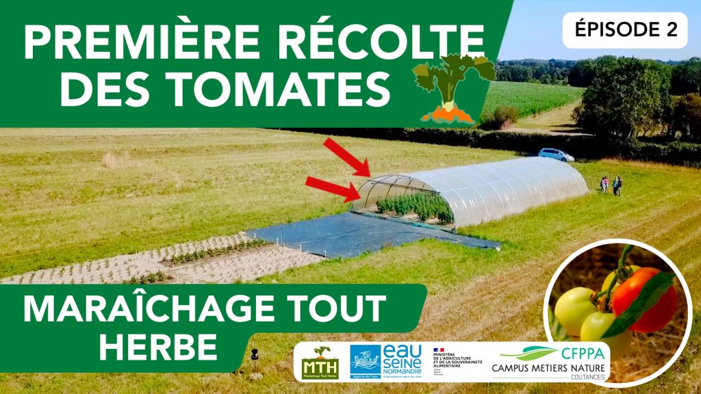 Première récolte des tomates "Tout Herbe"