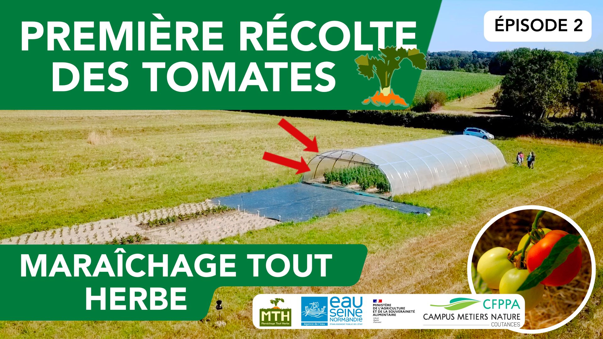 Première récolte des tomates "Tout Herbe"
