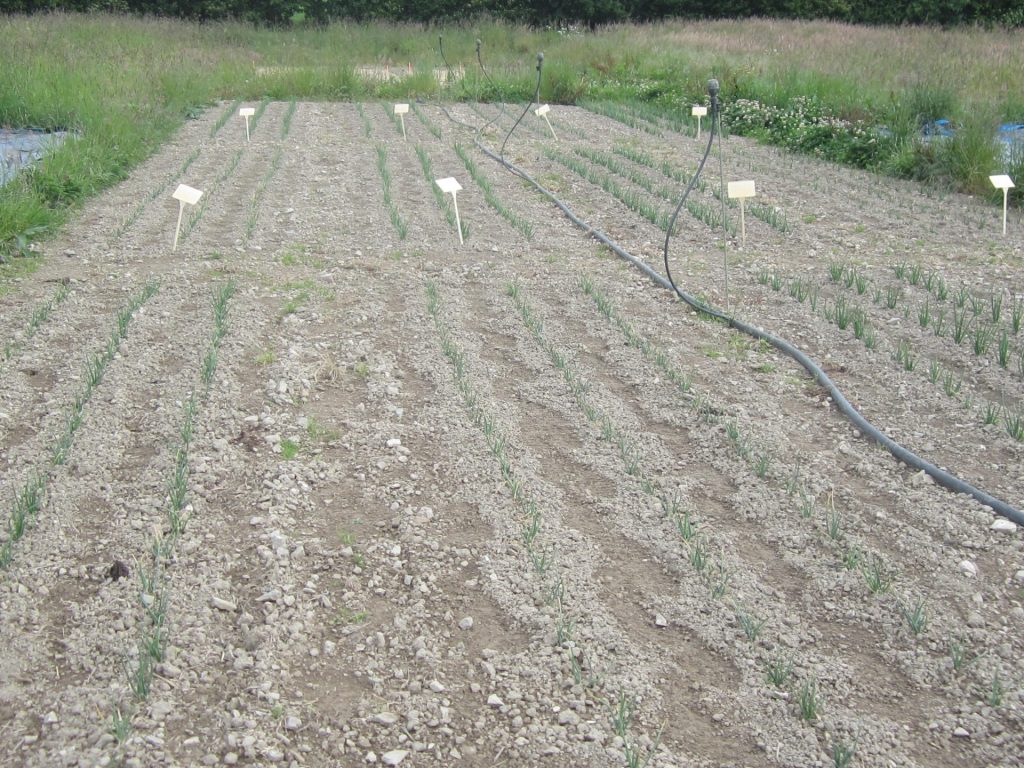 Observation des effets résiduels du mulch